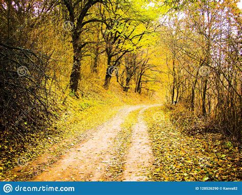 Autumnal Forest Road Stock Photo Image Of Cloudy Shot 128526290