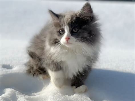 file siberian kitten cropped wikimedia commons