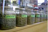 Images of Marijuana Growers In Florida