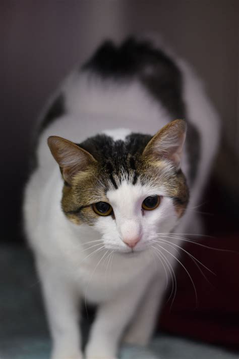 This is caused by sneezing can be a problem in cats, but not always. Cat Adoptions Near Me - Animal Friends