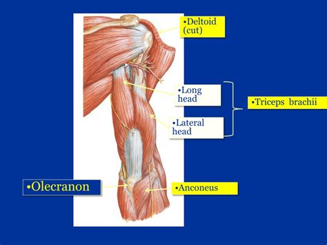 Ppt Anatomy Of Arm Powerpoint Presentation Free Download Id9172144