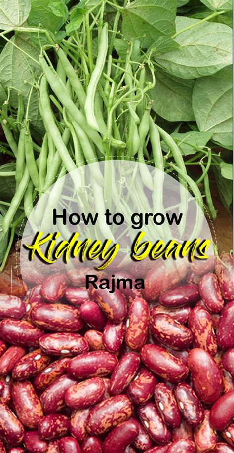 Everything is in working order except for the disposal, oven and homemade red kidney beans made with dried beans, and slow stewed with the trinity, bacon, smoked sausage and a good ham bone or ham hock. How to grow Kidney Beans | Rajma | Growing Kidney beans in ...