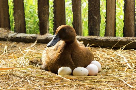We Outline The Complete Process Of How To Hatch Duck Eggs