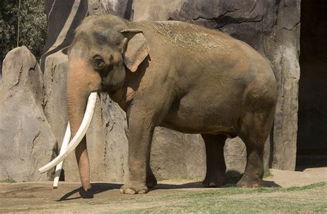 Asian Elephant Facts Weight Habitat Diet Life Cycle Pictures