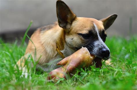 Should Dogs Eat Raw Meat Daily Care Of A Dog Dogs Guide Omlet Us