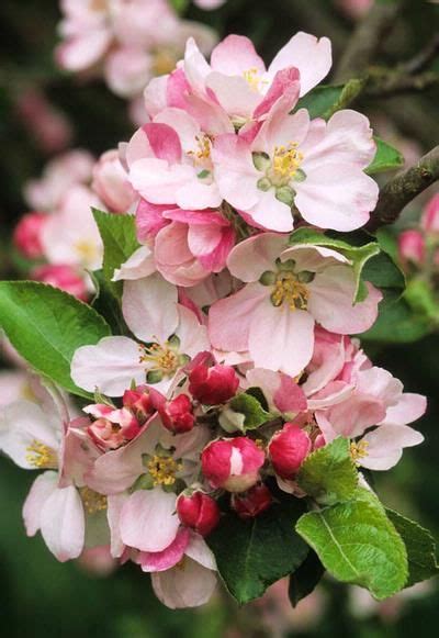 Choose disease resistant varieties, use permaculture techniques like guilding, prune branches and thin flowers, bag young fruit to protect from pests, and identify nutrient. Mother nature's gift. . . | Pretty flowers, Blossom trees ...