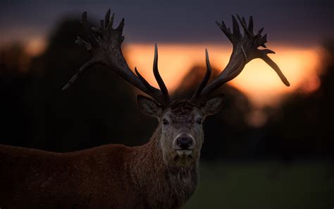 3840x2400 Deer Animals 4k Hd 4k Wallpapers Images Backgrounds Photos