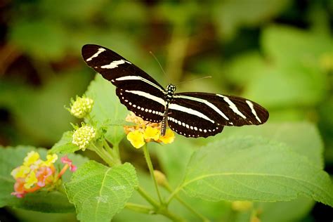 Butterfly Garden At The Bronx Zoo Bronx Zoo Butterfly Garden