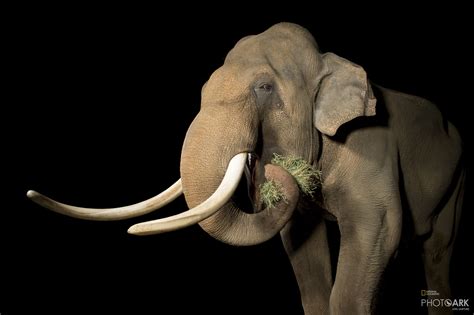 Photo Ark Home Portrait Of An Endangered Asian Elephant National