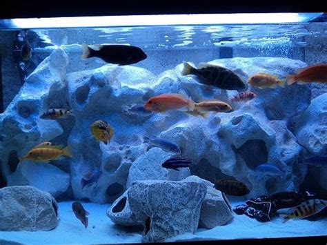 Photo 3 125gal African Cichlid Tank Trewavasaeafrican