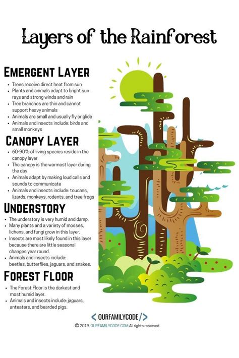 Explore The Layers Of The Rainforest And Code The Correct Animals To