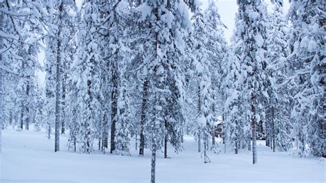 Wallpaper Forest Trees Snow Winter 5k Nature 16762