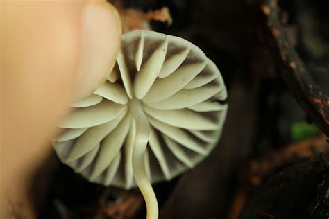 mushrooms project noah