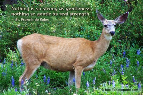 Deer Quotes Quotesgram