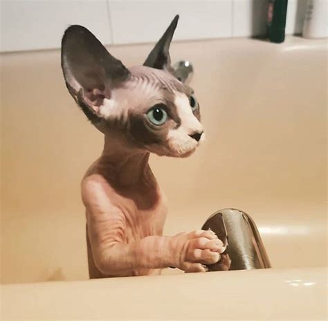 Pin By Brut On Sphynx Cute Hairless Cat Cute Cats Cats