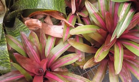 11 Different Types Of Bromeliad Plants Amaze Vege Garden