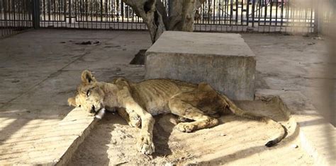 Au Soudan Cinq Lions Affamés Et Maltraités Sont Conservés En Captivité