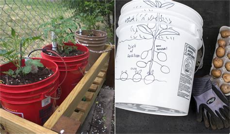 Grow Food In 5 Gallon Buckets 15 Fruits And Veggies That Thrive 2022