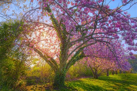 Sunshine Spring Cherry Blossom Blossom Cherry Tree Tree