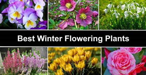 The Best Flowers For Winter Plants That Flower In Winter With Pictures