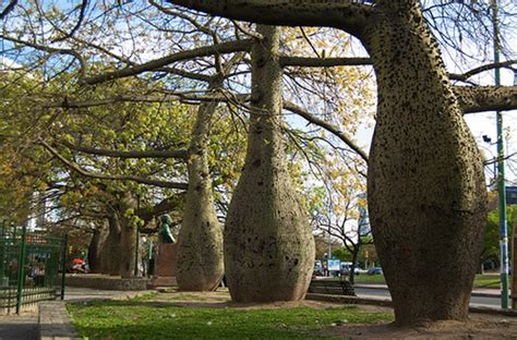 Toborochi Tree Images N Detail