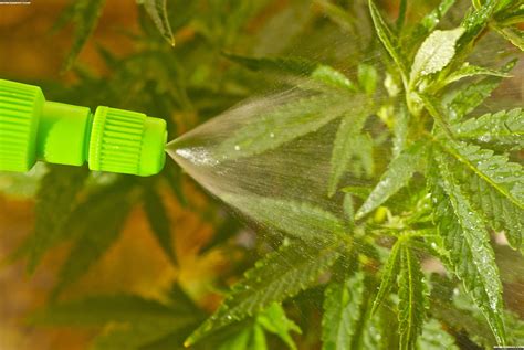 Check spelling or type a new query. The Art of Foliar Feeding | Seedsman Blog