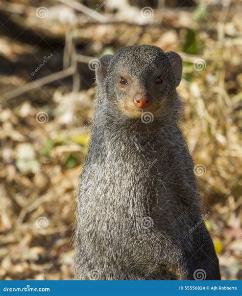 Banded Mongoose Stock Photo Image Of National Furry 55556824