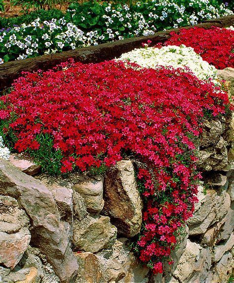 Creeping Phlox 2 Varieties Home And Hearth Small Flower Gardens