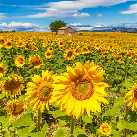 Free Photo Beautiful Landscape With Sunflower Field Over Cloudy Blue