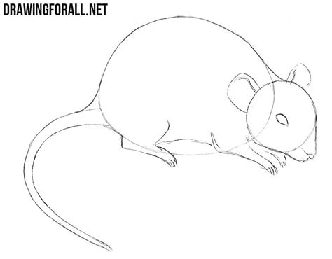 Draw circles over the tail's length, making them gradually smaller as you go towards the tip. How to Draw a Mouse