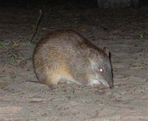 On the lookout for the Southern Brown Bandicoot near Lucindale - Nature ...