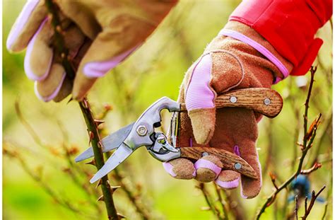 Why Prune Winter Pruning Of Trees And Shrubs Mcdonald Garden Center