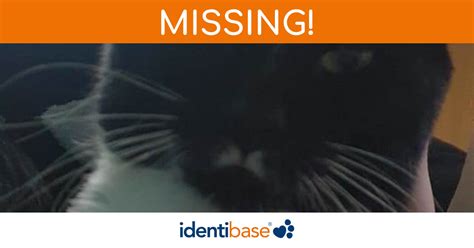 Cat Missing In Wirral Identibase Co Uk