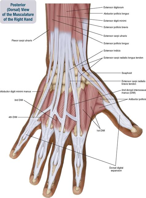 7 Muscles Of The Forearm And Hand Musculoskeletal Key