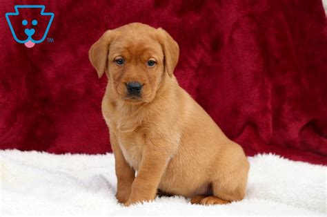 The standard recognizes three colors; Sunshine | Labrador Retriever - Fox Red Puppy For Sale ...