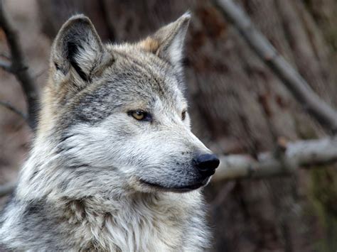 New Trump Administration Plan For Mexican Gray Wolves Puts The Lobo