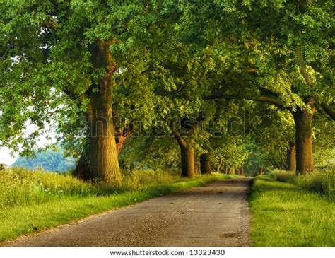 Peaceful Tree Lined Country Road Warm Stock Photo Edit Now 13323430