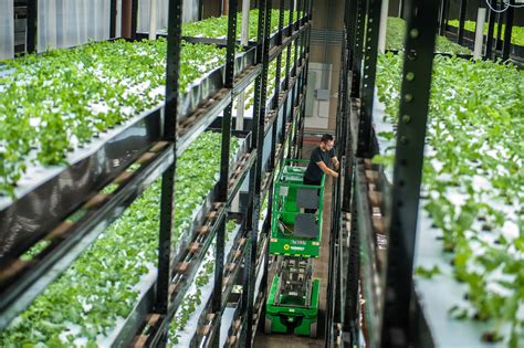 Sustainable Indoor Vertical Farming In Action Urban Organics