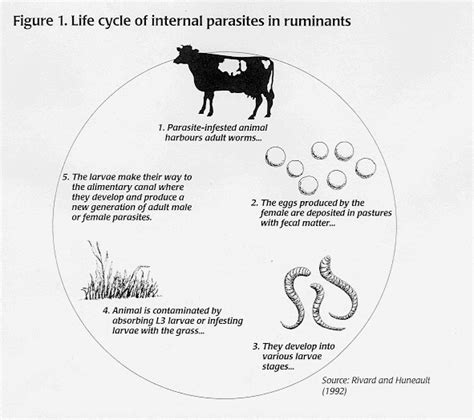 Farmers Creek Internal Parasites In Cattle