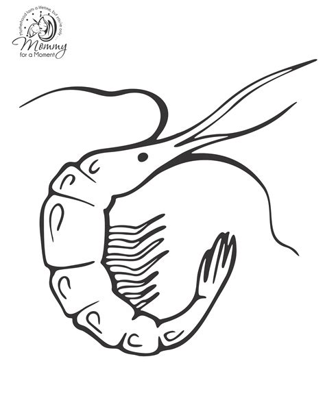 These adorable shrimp coloring pages are products of your child's wide imagination and bettered pencil control after spending hours completing this game activity. Shrimp Coloring Page at GetColorings.com | Free printable ...