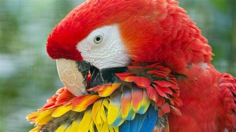 Beautiful Red Parrot Bird Hd Wallpaper Hd Wallpapers