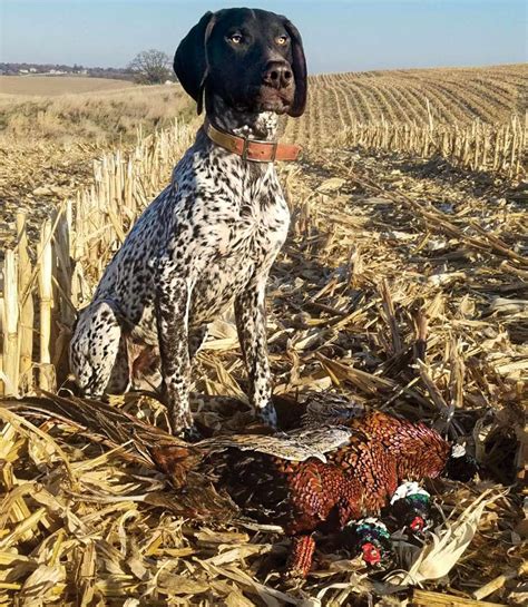 Hunting Dog Breeds 21 Best Dogs For Hunting Field And Stream