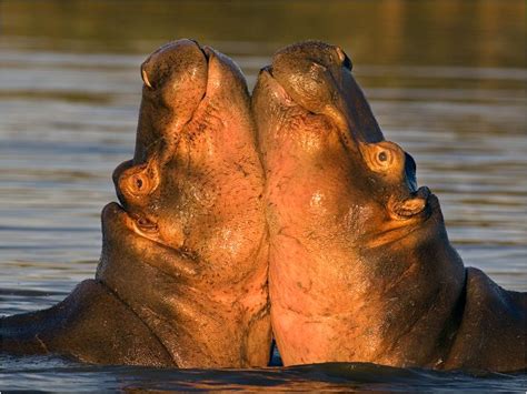 Pin On Hippos