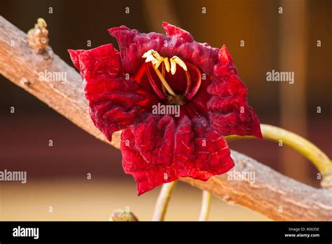 Red Flower Of The Sausage Tree Stock Photo Alamy