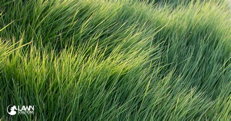 How Do I Make My Grass Grow Thicker Lawn Solutions Australia