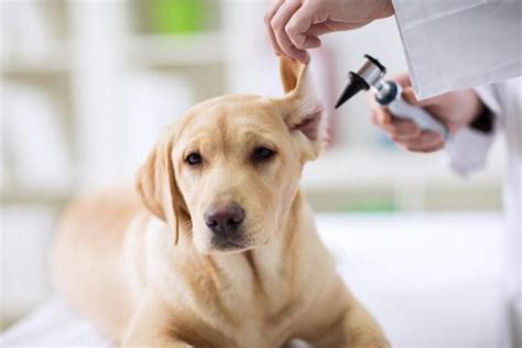 Perforated Eardrum In Dogs Symptoms And Treatment