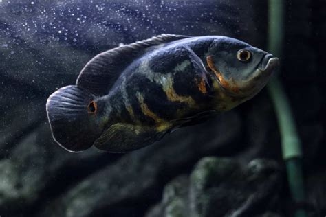 15 Popular Types Of Oscar Fish
