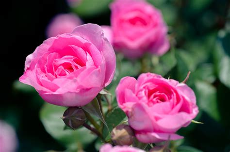 Natural Rose Flower Garden Images
