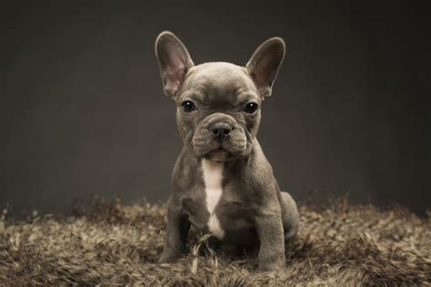 The french bull dogs which have these two rare coat colors often have yellow golden. Jeffrey Welch's Blog: Why You Don't Want Purebred Dogs in ...