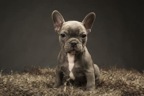 Since these dogs were crossed with other mini and toy dogs, they later became even more colorful. Why You Don't Want Purebred Dogs in Rare Colors